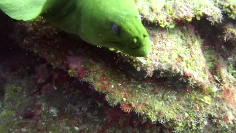 Green Moray Eel: Up close and personal