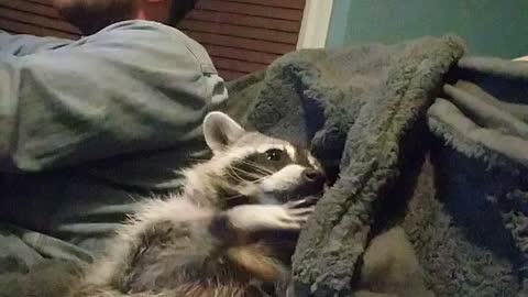 Very Cute Racoon