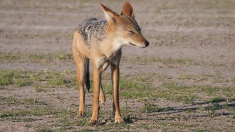 Black-backed jackal peeing at the savanna of Central Kalahari Game Reserve in Botswana