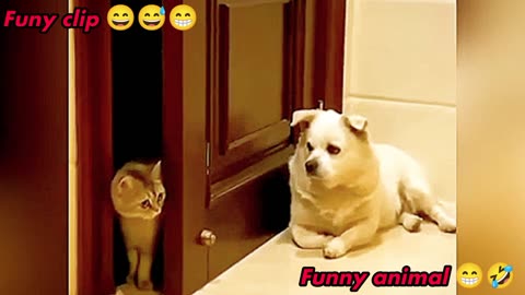 Funy clip 😄😅 animal