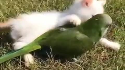 Friendship between cats and parrots