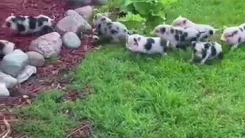 cute pet pig