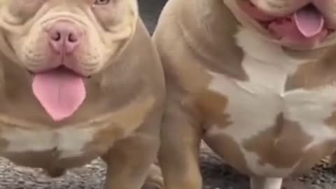 American bully Pitbull Dog Fight Scene