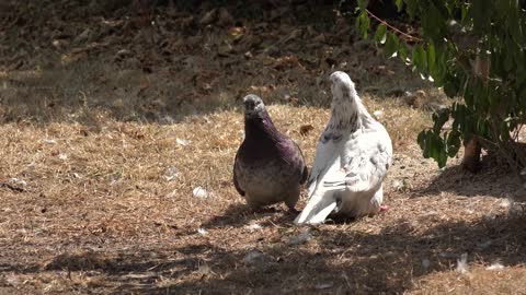 Pigeons mating