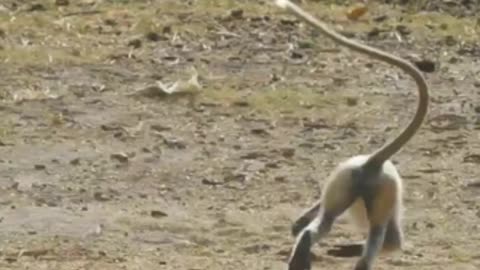 Funniest Monkey - cute and funny monkey videos