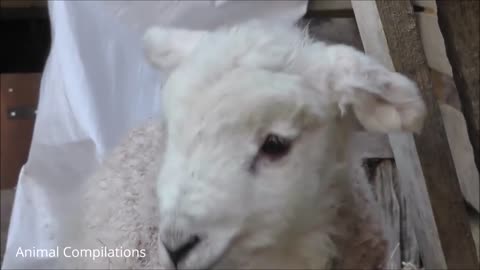 Baby Lamb (Sheep) Goes Baa - CUTEST Compilation