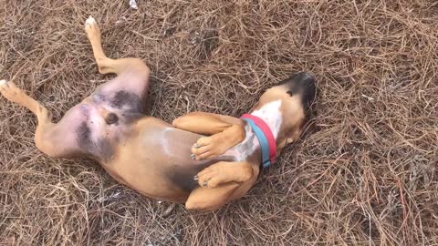 Dog Loves New Straw