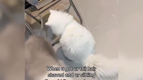 cat, shaved, tail, poor, pussy,