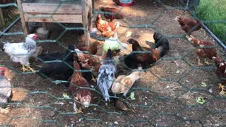 Chickens playing with a head of lettuce