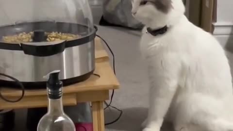 Cat confused with popcorn