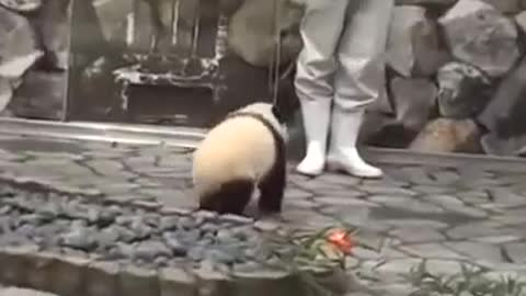 Cute Baby Panda So Adorable And Playful