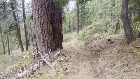 Descending the Ponderosa Pine Packed Forest – The Black Butte Trail – Central Oregon – 4K