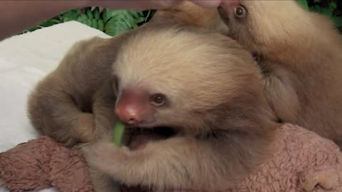 Two-toed Sloth Babies