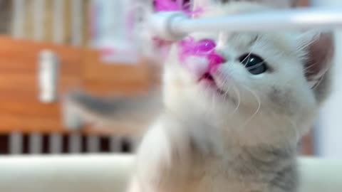 Blue-Eyed Kitten's Playtime Adventure with a Feather Toy! #pets #cute #cat #animals #funny #cutecat