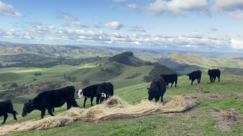 Gravity-Assisted Cow Feeding