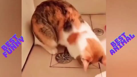 best funny animal videos 2022,