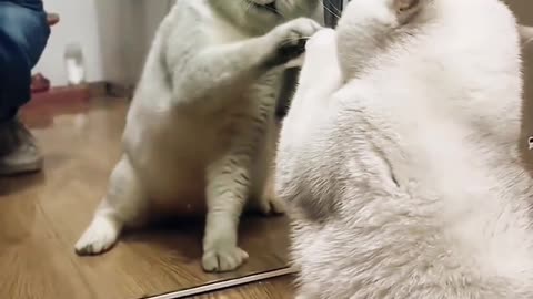 So funny cats video please If you don't see it, you will miss it.