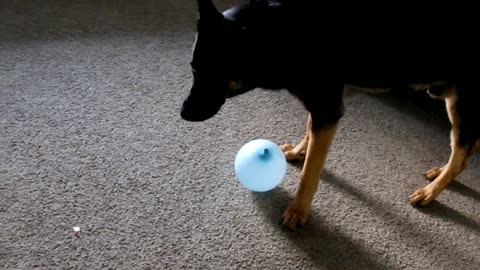 German Shepherd Attacks Balloon