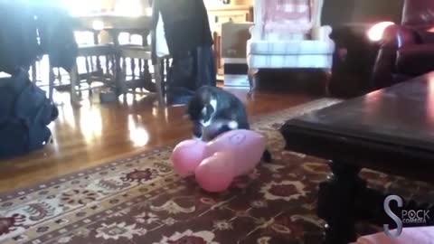 Cats vs balloon # 1