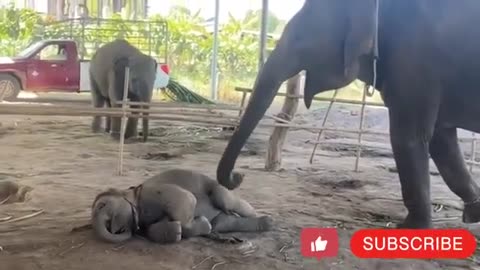 Baby Elephant with Mother