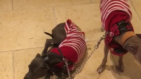 Two dogs on leashes wearing red and white sweaters refuse to walk