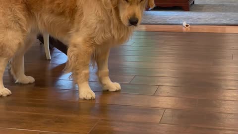 Dramatic Golden Retriever Encounters a Lemon