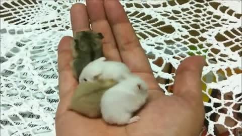 Cute Baby Hamtaro Hamster - CUTEST Compilation