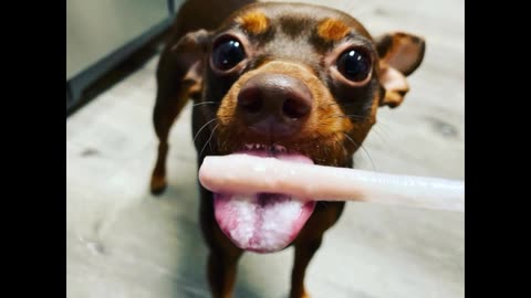 Dallas the Dog Desperately Wants a Treat - You Won't Believe Her Reaction!