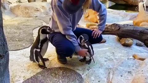 Funny and cute penguin video try to don't smile 2021