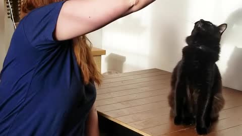 Training Tips on How to Teach your Cat Tricks