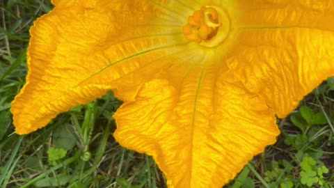 Male vs female squash flower