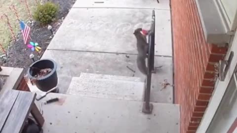 Squirrel Brings Cookie in Gratitude for Almonds: A Heartwarming Gesture! 🐿🍪