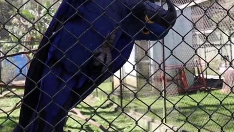 Crazy Blue Macaw Very Close Scared Us!