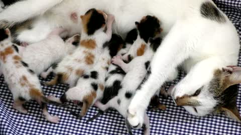 Newborn kittens feeding on mother