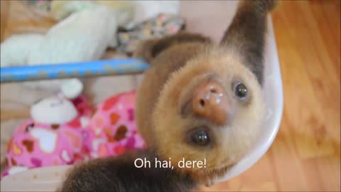 Katie the Baby Sloth reaches out