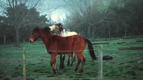 Male and female horse playing