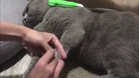 Cat.kitchen knife