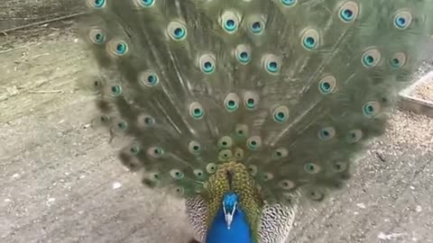 Peacock's dancing and showing off its beautiful feathers