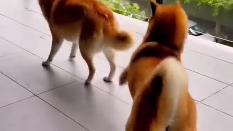 Funny Animals Best Dog and Cat