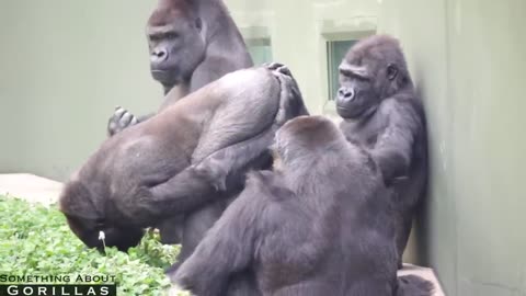 Male Gorilla Embarrassed For Mom To See His butt | The Shabani Family