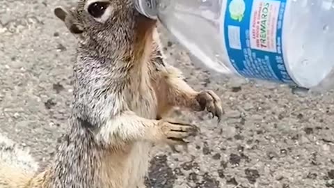 Man Helped Thirsty Squirrel!