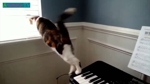 01Funny cat tiktok viral