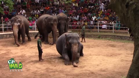 Animal eliphant dance in srilanka