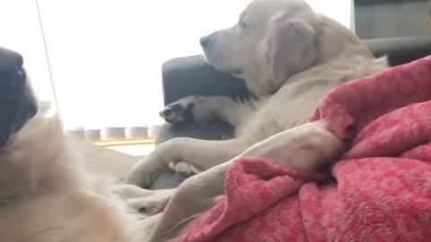 Puppy loves his pregnant mummy