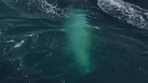 Humpback whale mouth open