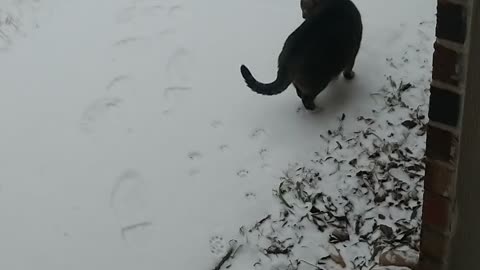 Leo's first time seeing the snow