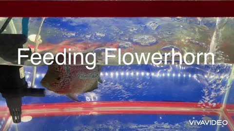 flowerhorn feeding