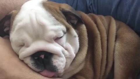 English Bulldog Puppy fights falling asleep