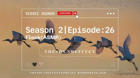 Scenic Sounds | Season 2: Episode: 26 | Flock (ASMR) #asmr #asmrsounds #naturesounds