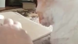 Cornish Rex bites the hand